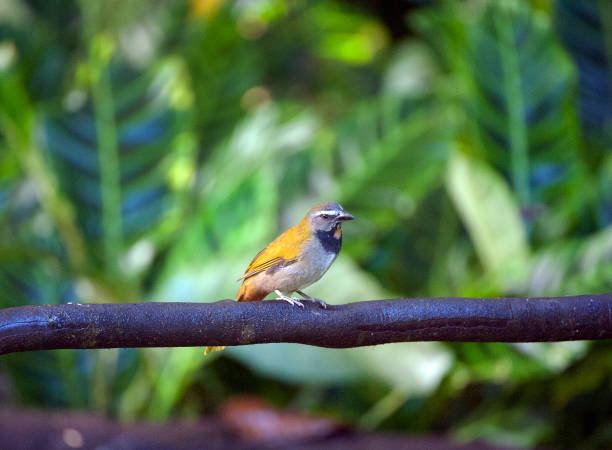 Shimmering vibrant colours and diversity of species such as this Saltator, marks Costa Rica as one of the principal Central America countries with a coastal territory and tropical rainforest that hosts migration from north America and south America to give it unparalleled numbers and variation of birdlife