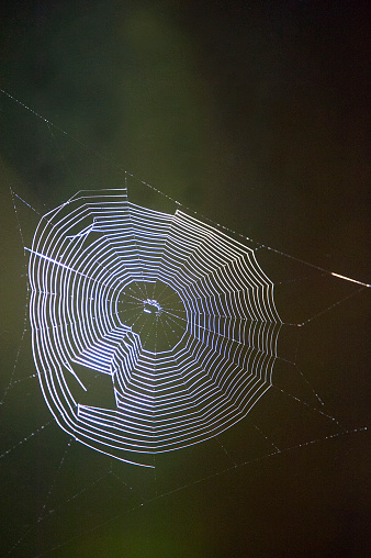 Frozen spider web with water drops