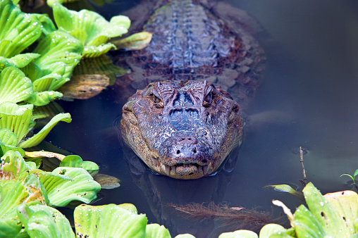 Caiman looking at camera, alligator family animal living in the swamps and marshes of Uvita, Costa Rica