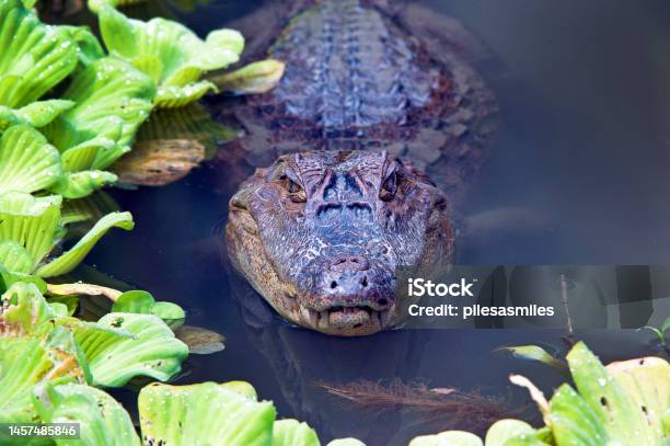 Caiman Looking At Camera Alligator Family Animal Living In The Swamps And Marshes Of Uvita Costa Rica Stock Photo - Download Image Now
