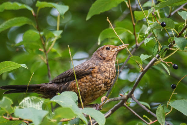 istock Close up of bird perching on tree 1457487084