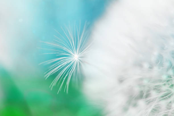 Macro dandelion seeds in soft blue and green tones background