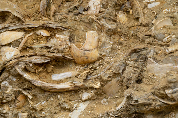 fossiles marins couche coquilles âge pliocénique - pliocene photos et images de collection