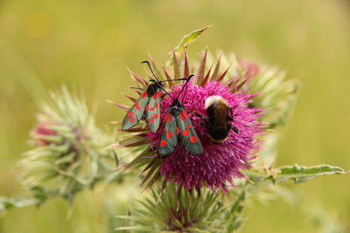 Two six spot burnet moths and single bumble bee on pink burdock flower in grass meadow