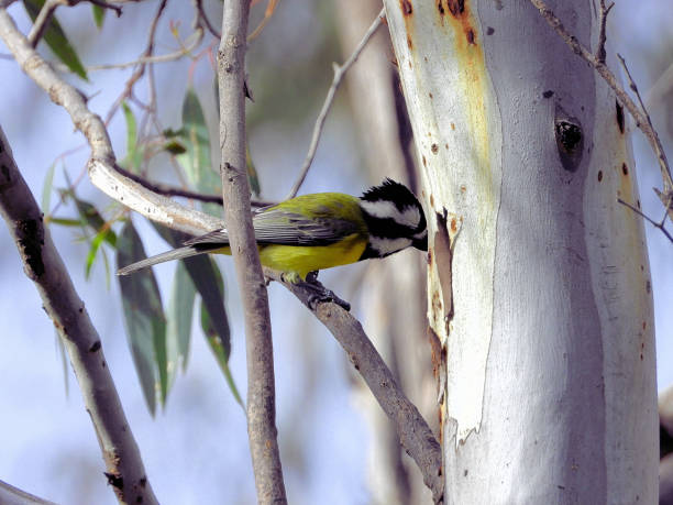 Barmah, Victoria, Australia Crested Shrike Tit in the Northern Country murray darling basin stock pictures, royalty-free photos & images
