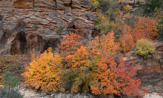 Fall colors have arrived to the east side of Zion National Park, Utah