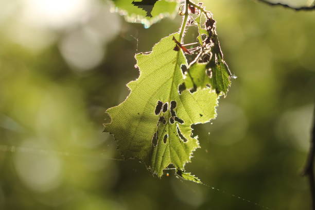 Close up of backlit leaf eaten by caterpillars and insects with out of focus green bokeh
