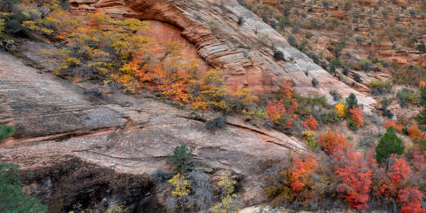 Zion Fall Colors stock photo