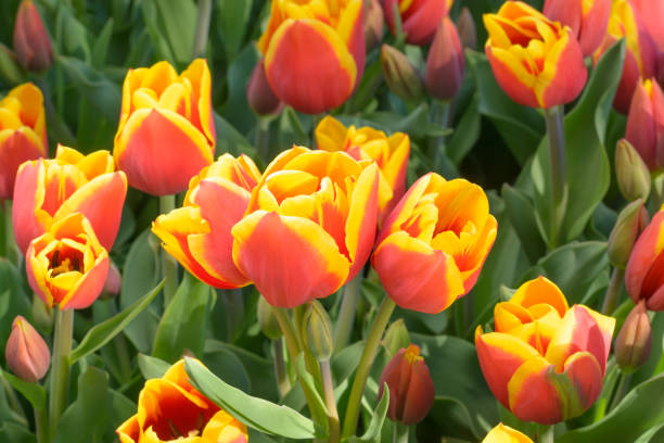 istock Tulips in red and yellow colors on a blurred background 1457497790