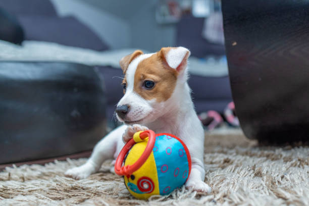 istock Jack russell puppy playing with a ball 1457500646