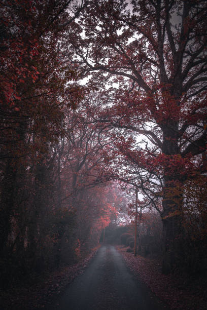 istock Country road on a misty morring in autumn 1457502081