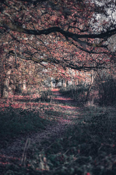 istock Country road on a misty morring in autumn 1457502278