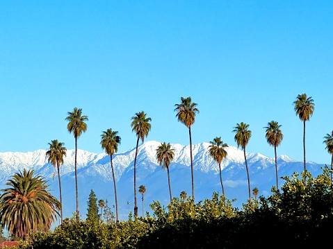Palm trees with snow capped mountains in the background, Riverside, CA