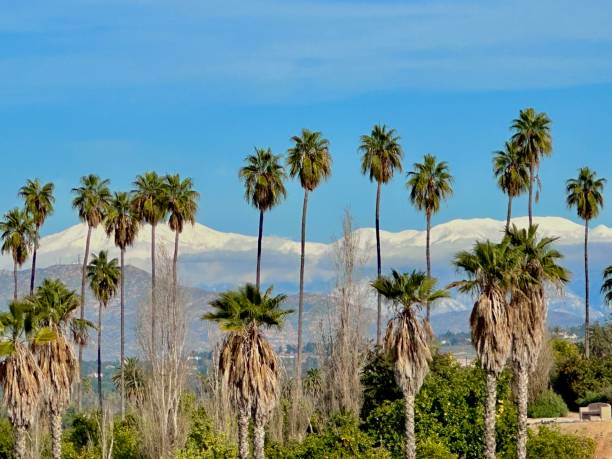 istock Palm trees with snow capped mountains 1457504296