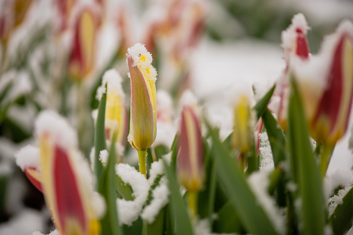 Red tulips under spring snow on the garden