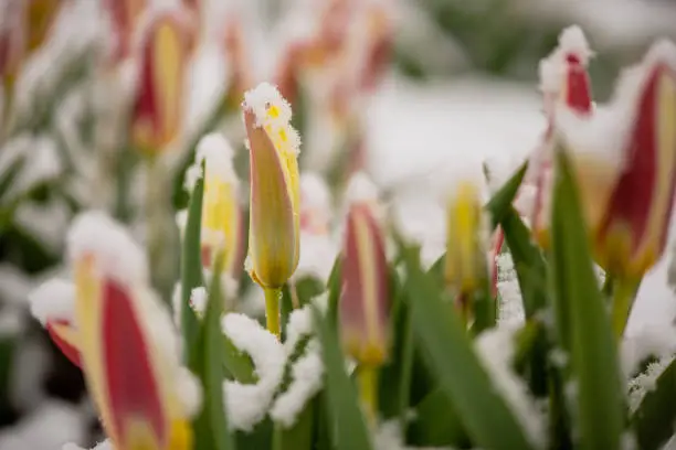 Photo of Red tulips under spring snow on the garden