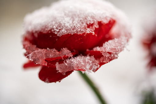 Last blooming rose covered with snow in the garden in winter, copy space, selected focus, narrow depth of field