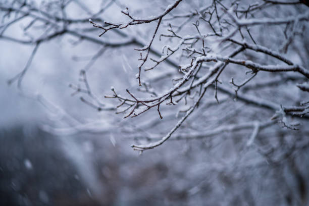 istock Frozen beautiful aise-weed plants 1457505002
