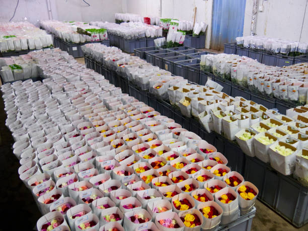 A large greenhouse with pelargoniums in a variety of colors.