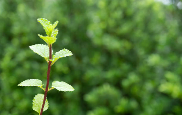 selective focus  of  peppermint with green bokeh background - 2640 imagens e fotografias de stock