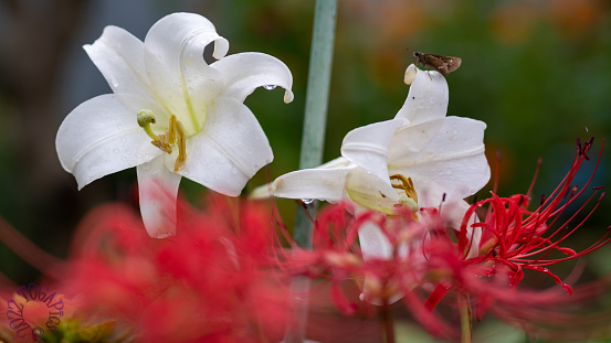 White lilies and Red spider lily