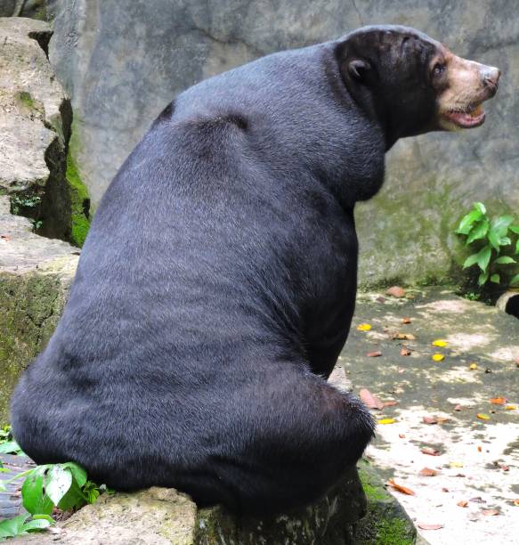 istock Giant black honey bear in sunny day 1457513900