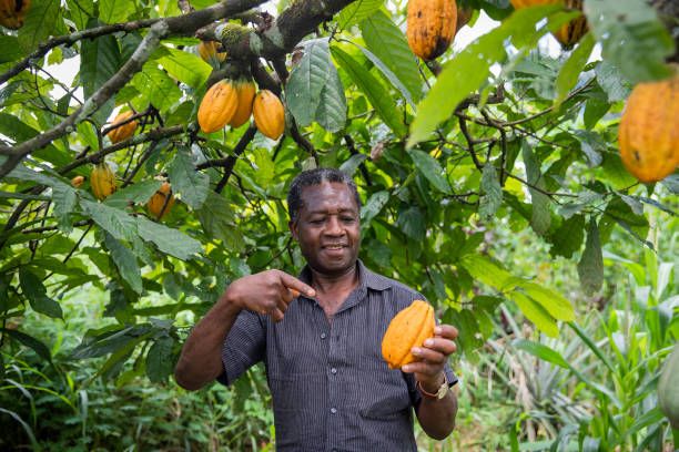 istock An African farmer points to a ripe cocoa bean freshly picked from his plantation. 1457513933