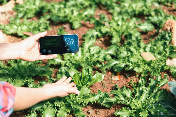 istock Smart farming and farm technology concept. Smart young asian farmer man using smart phone to check quality and quantity of organic hydroponic vegetable garden at greenhouse in morning. 1457513956