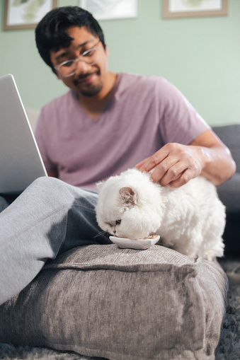 Hanging Out in the Living Room with Ellie - Cat keeping Owner Complany while He Works from Home - Close Up