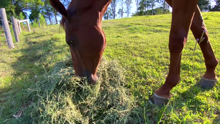 Horse Eats Hay at Sundown