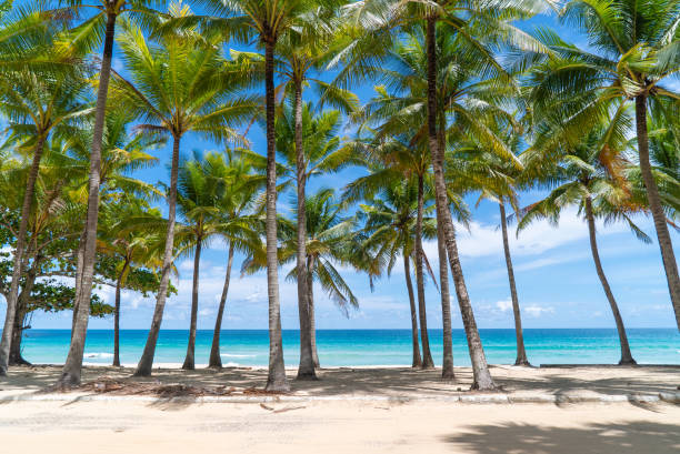 istock Coconut beach park blue sea beach background 1457516005