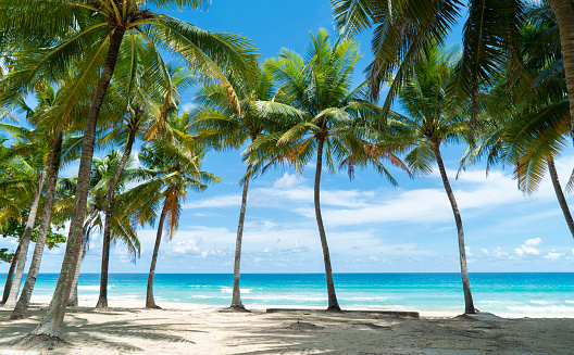 Tropical sea beach coconut tree on beach Andaman sea south Thailand