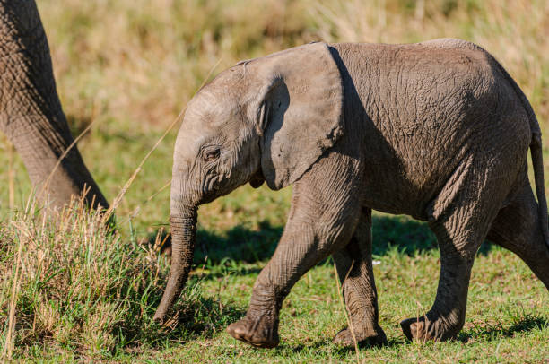 istock Lone Wild Baby Elephant Walking Behind It's Off Camera Mother 1457516780