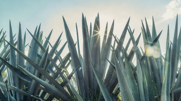 tallos de agave azul con cielos azules - tequila reposado fotografías e imágenes de stock