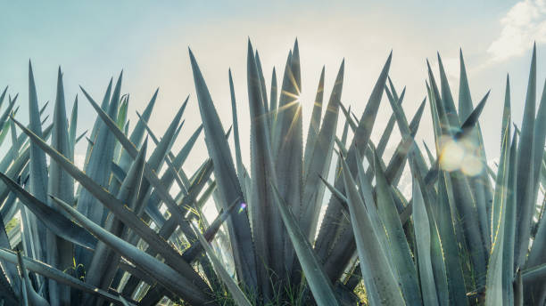 Blue agave stalks with blue skies Blue agave stalks with blue skies agave plant stock pictures, royalty-free photos & images