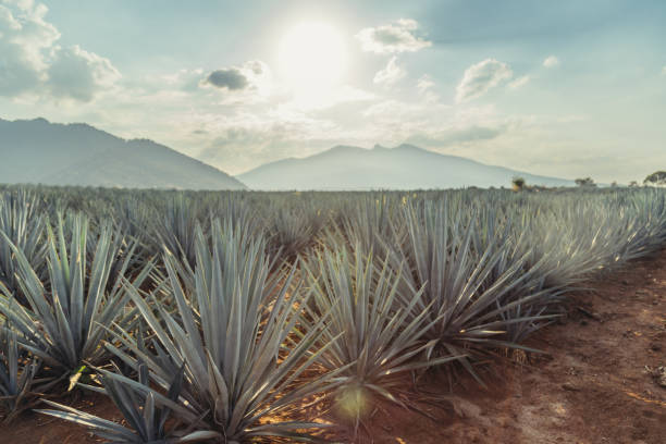 cultivo de agave azul y el horizonte azul - tequila reposado fotografías e imágenes de stock