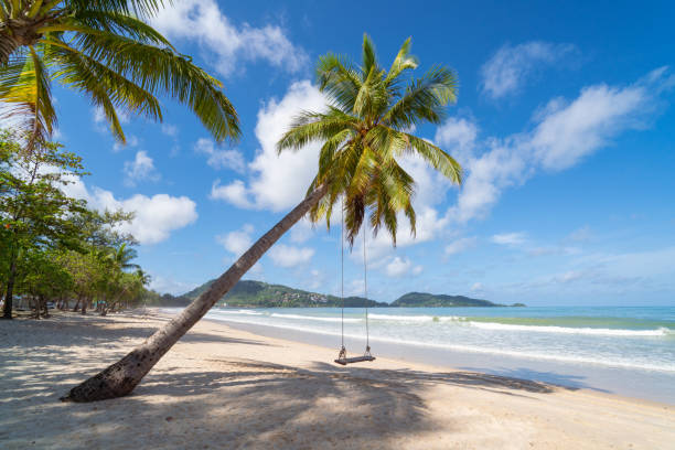 istock Coconut tree on sand beach Patong beach Phuket Thailand 1457518641