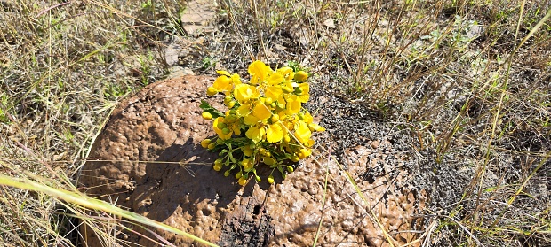Natural yellow flowers on the ground stone