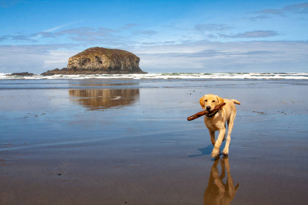 Yellow Labrador Retriever puppy on the beach on the Oregon Coast stock photo