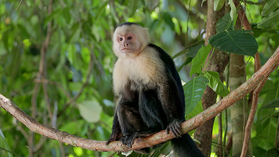 a panamanian white-faced capuchin monkey sits on a vine and looks around at manuel antonio national park in costa rica