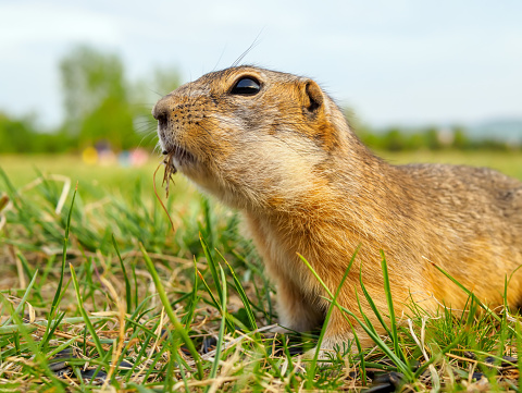 Portrait of a gopher on the grassy lawn. Close-up