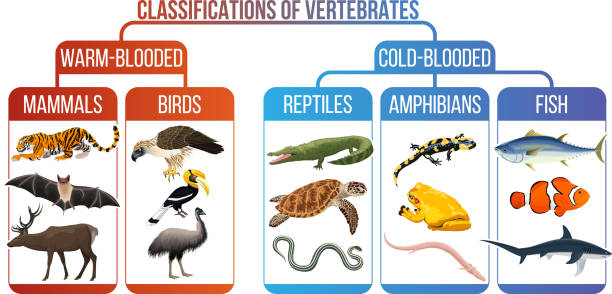 illustrazioni stock, clip art, cartoni animati e icone di tendenza di classificazione degli animali vertebrati. mammiferi, uccelli, rettili, anfibi, pesci. diagramma educativo della biologia. - anfibio
