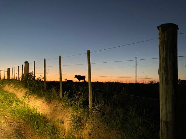 Sunset and the cow in the field