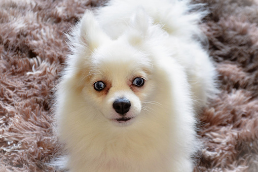 A beautiful puppy of the German Spitz breed with white color and blue eyes
