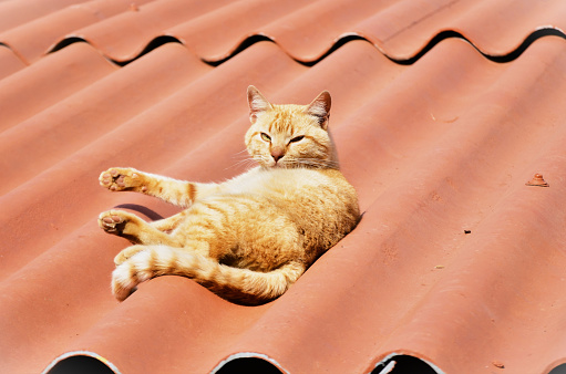 On the roof an orange cat Felis Catus resting in the sun in a city in the interior of Minas Gerais