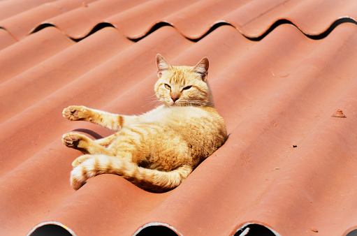 Ginger cat sleeping on a lawn with dry grass. Homeless cat resting outdoors