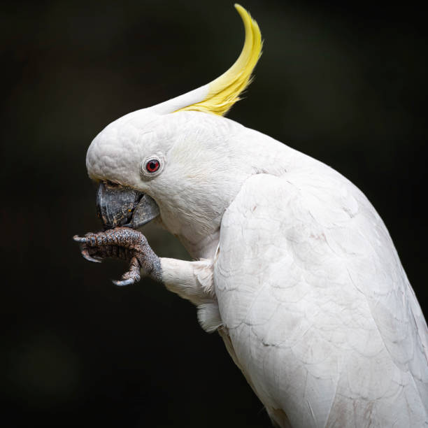 istock Sulphur Crested Cockatoo (Cacatua galerita) 1457528129