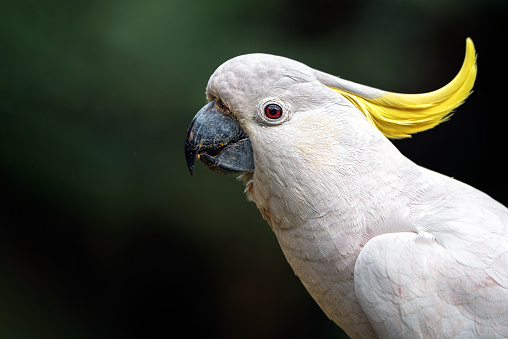 Australian Sulphur-crested Cockatoo sitting on branch in tree eating seed pods. Large white and yellow cockatoo