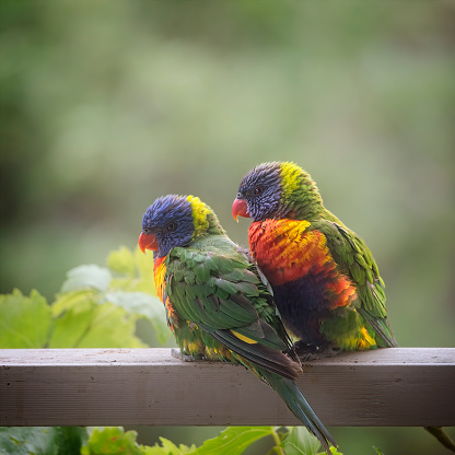 Two Australian native rainbow lorikeets up close