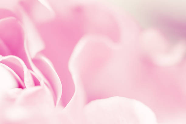 istock Pink pale rose flower petals, soft focus. Macro flowers backdrop 1457529372